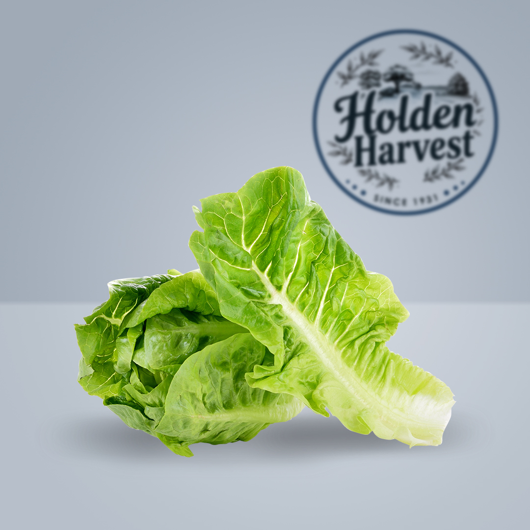Romaine Lettuce3